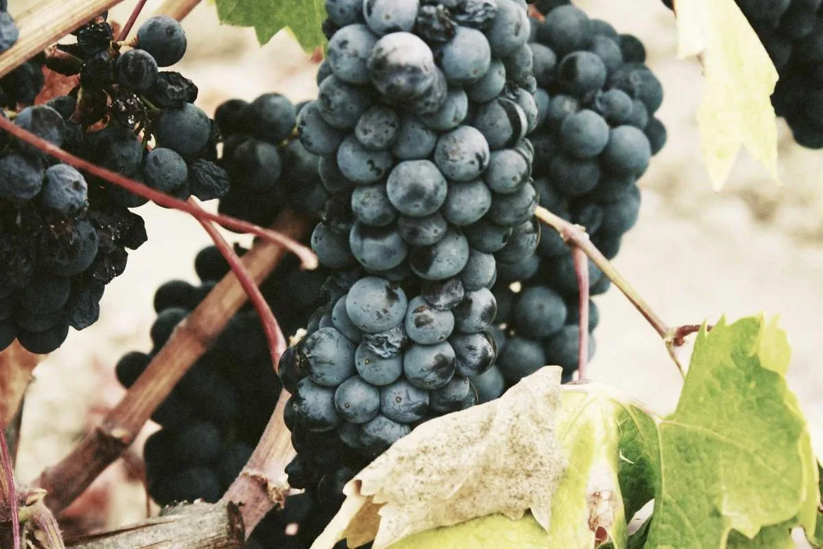 Monthly Rent Pool Villa Pattaya 36